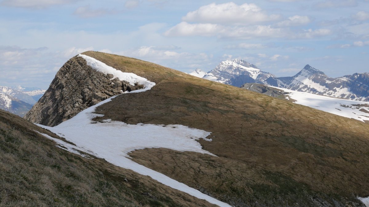 Quimboa tontorra IMko bizkarretik