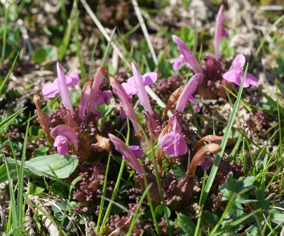 Pedicularis sylvatica Oza aldean