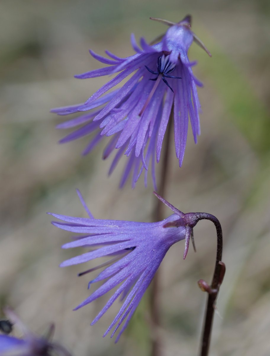 Soldanella alpina, Atxerito iboiaren inguruetan