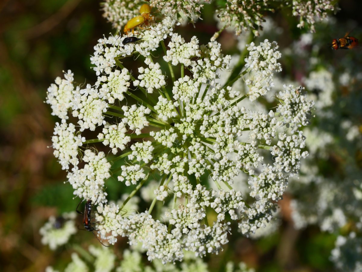 Seseli libanotis, Borregil mendian