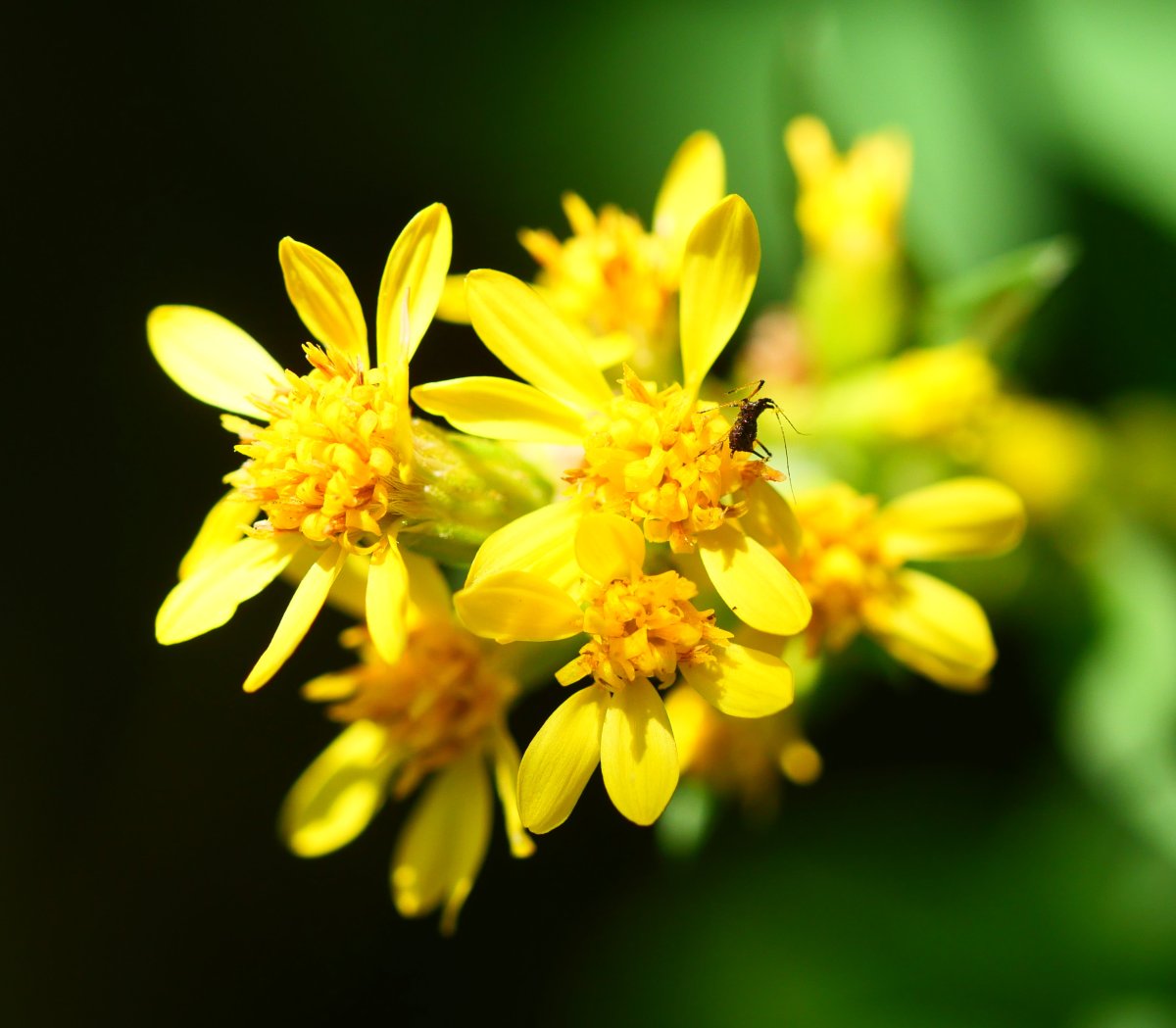 Solidago virgaurea, Borregil mendian