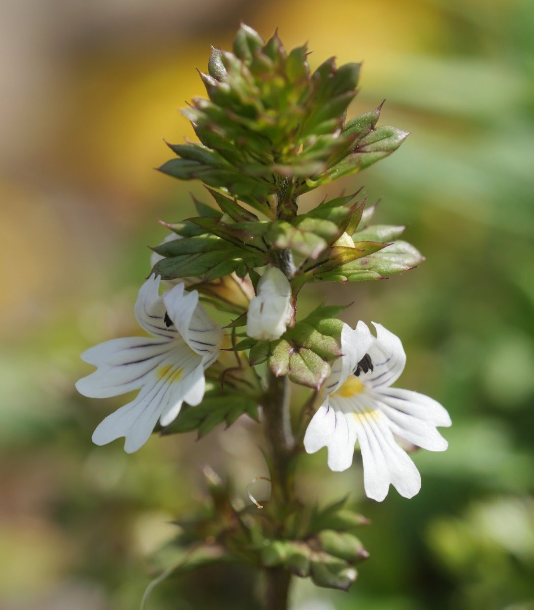 Euphrasia alpina Lapazarra mendian