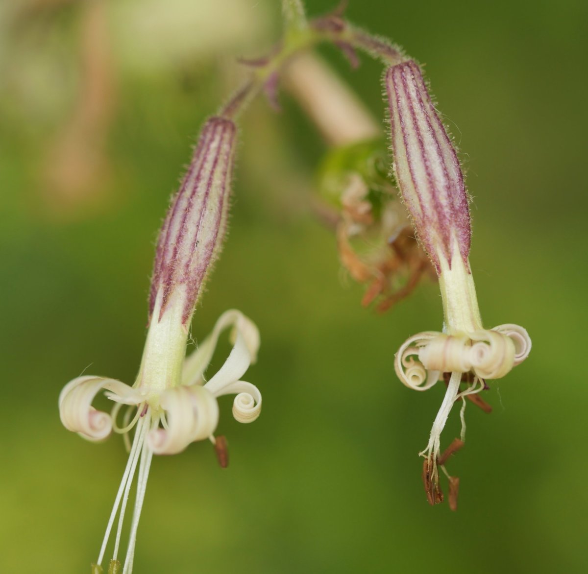 Silene nutans Arakilen
