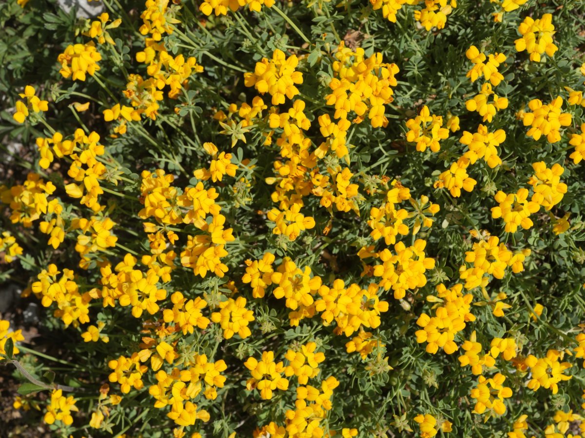 Coronilla minima minima Sollaundi mendian (Aralar)
