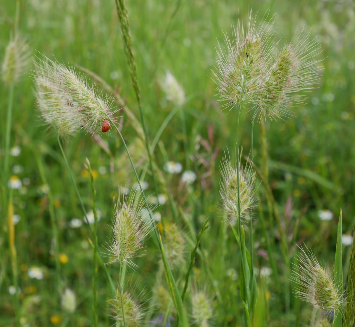 Cynosurus echinatus Urbasan