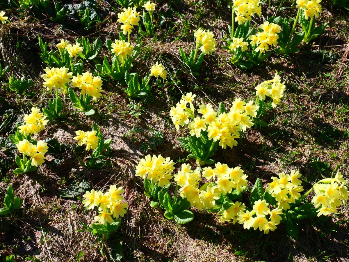 San Jose loreak, Estribiellas mendatetik gertu