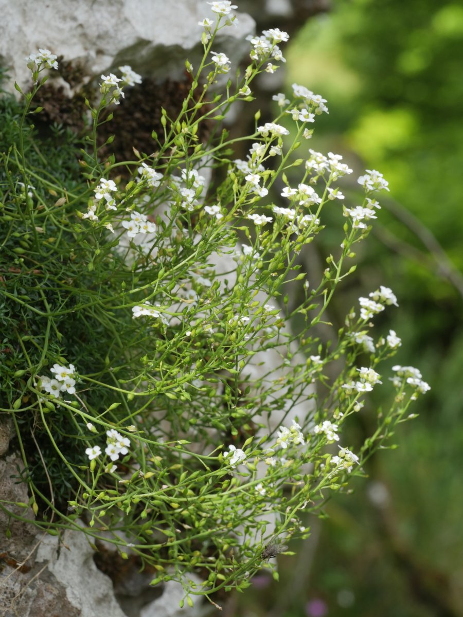 Pritzelago alpina Urbasan