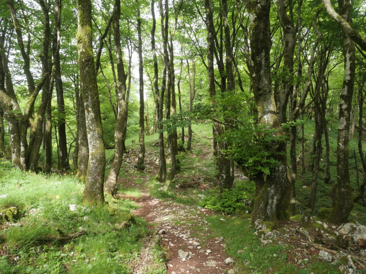 Basoko pasarte bat, Urbasako mendatetik datorren bidean