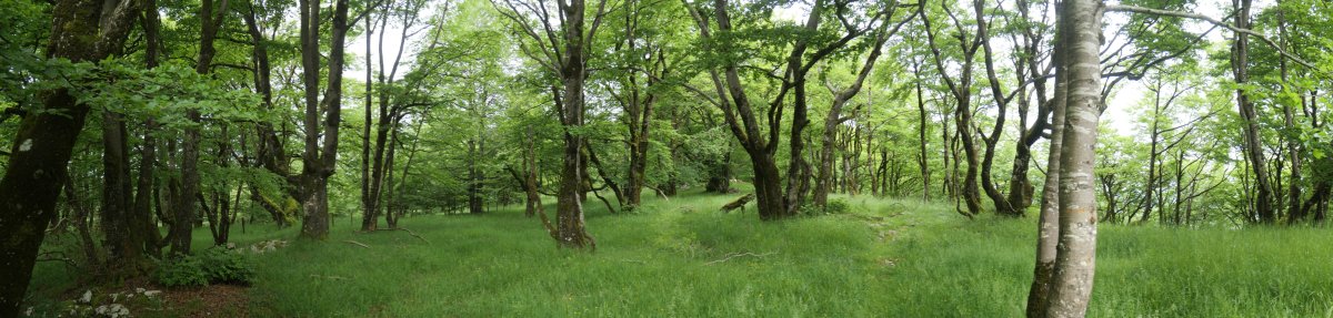 Basoko pasarte belartsua ekialdeko bizkarrean
