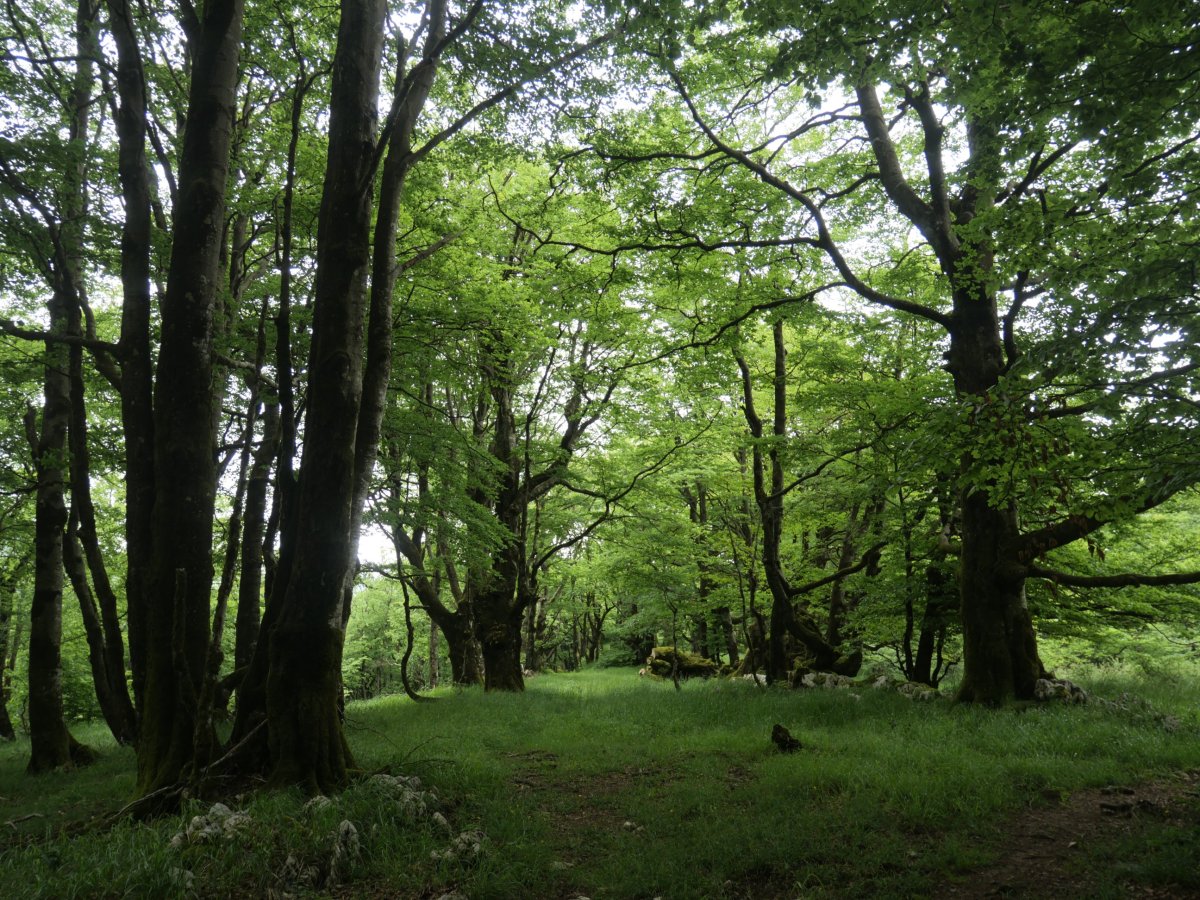 Basoko pasarte belartsua ekialdeko bizkarrean, Gainsoil