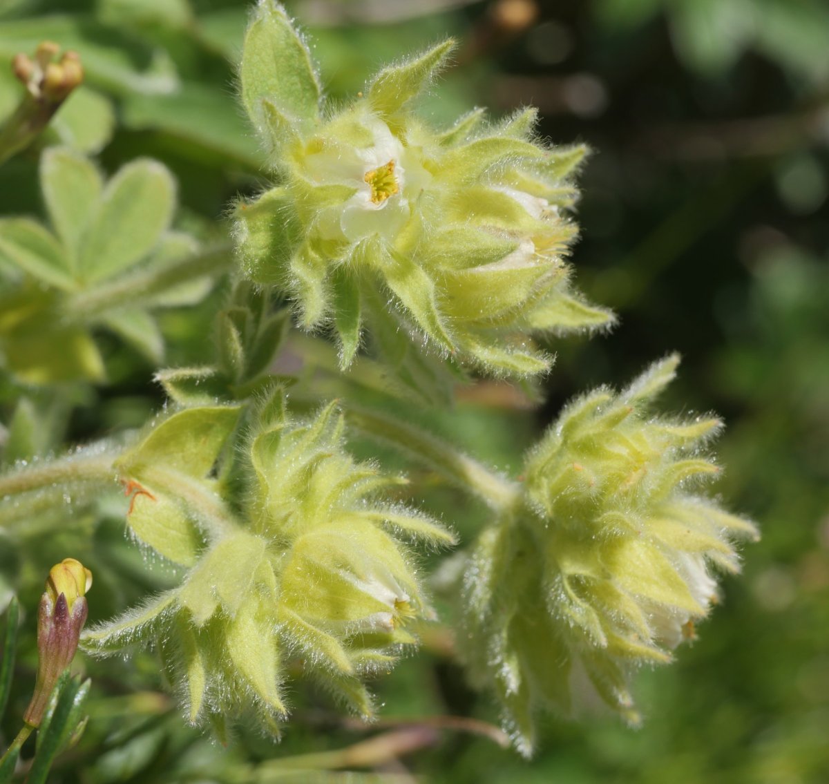 Potentilla nivalis Hoya de la Solana aldean