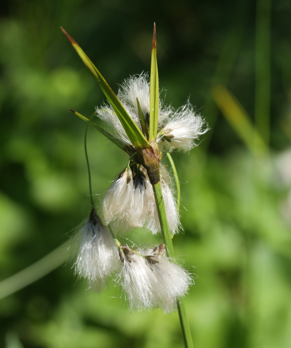 Eriophorum latifolium Lintza aldean