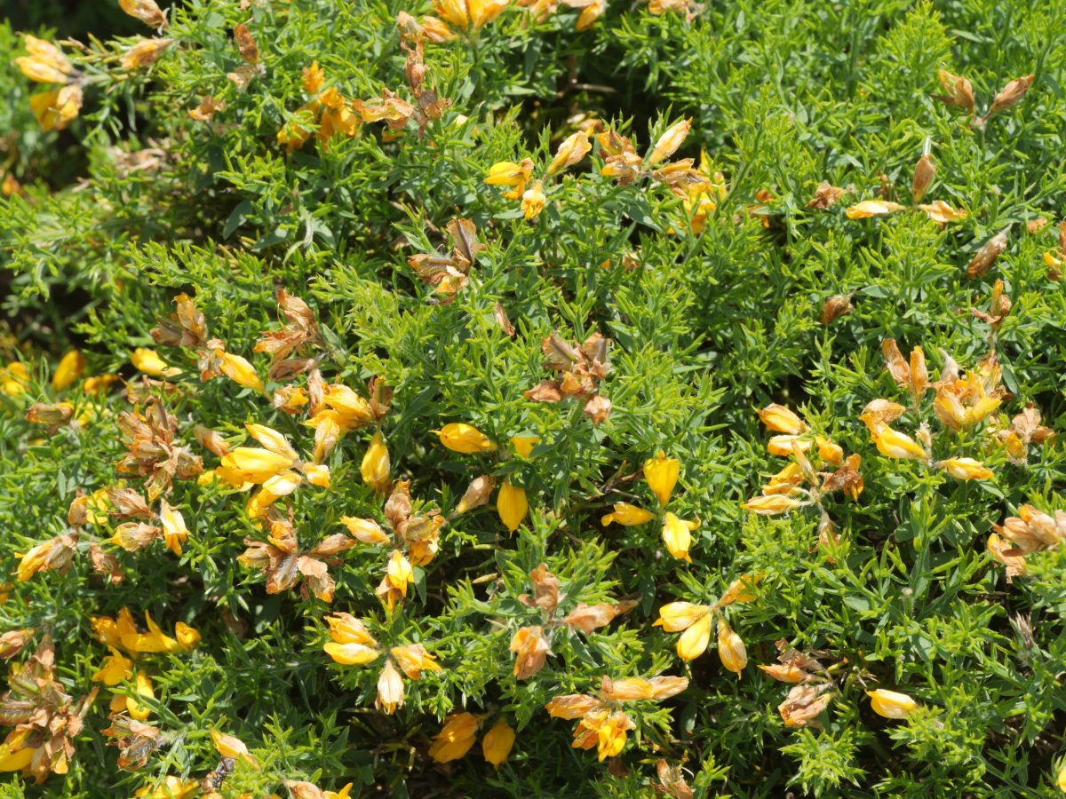 Genista hispanica occidentalis Lapazarrako bizkarrean