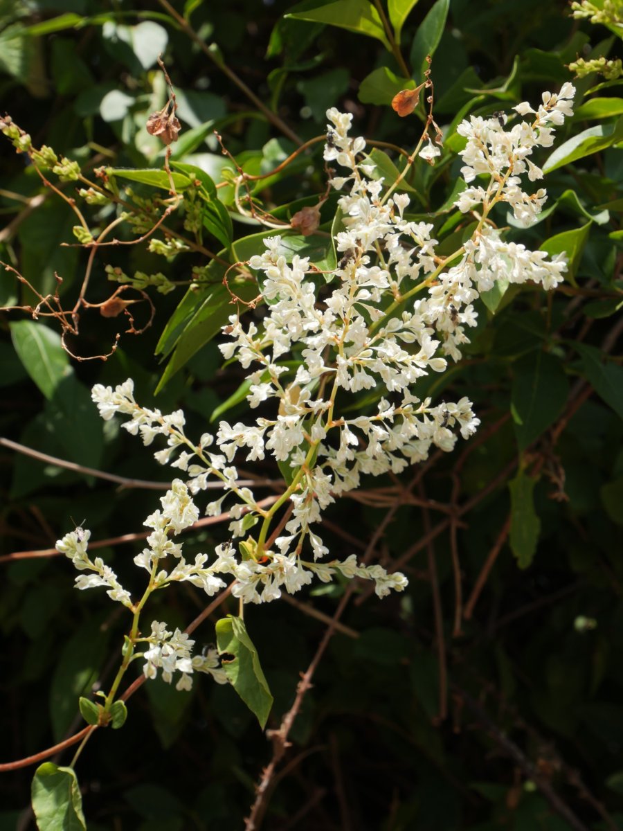 Fallopia aubertii, Aizpun herriko etxe baten atarian