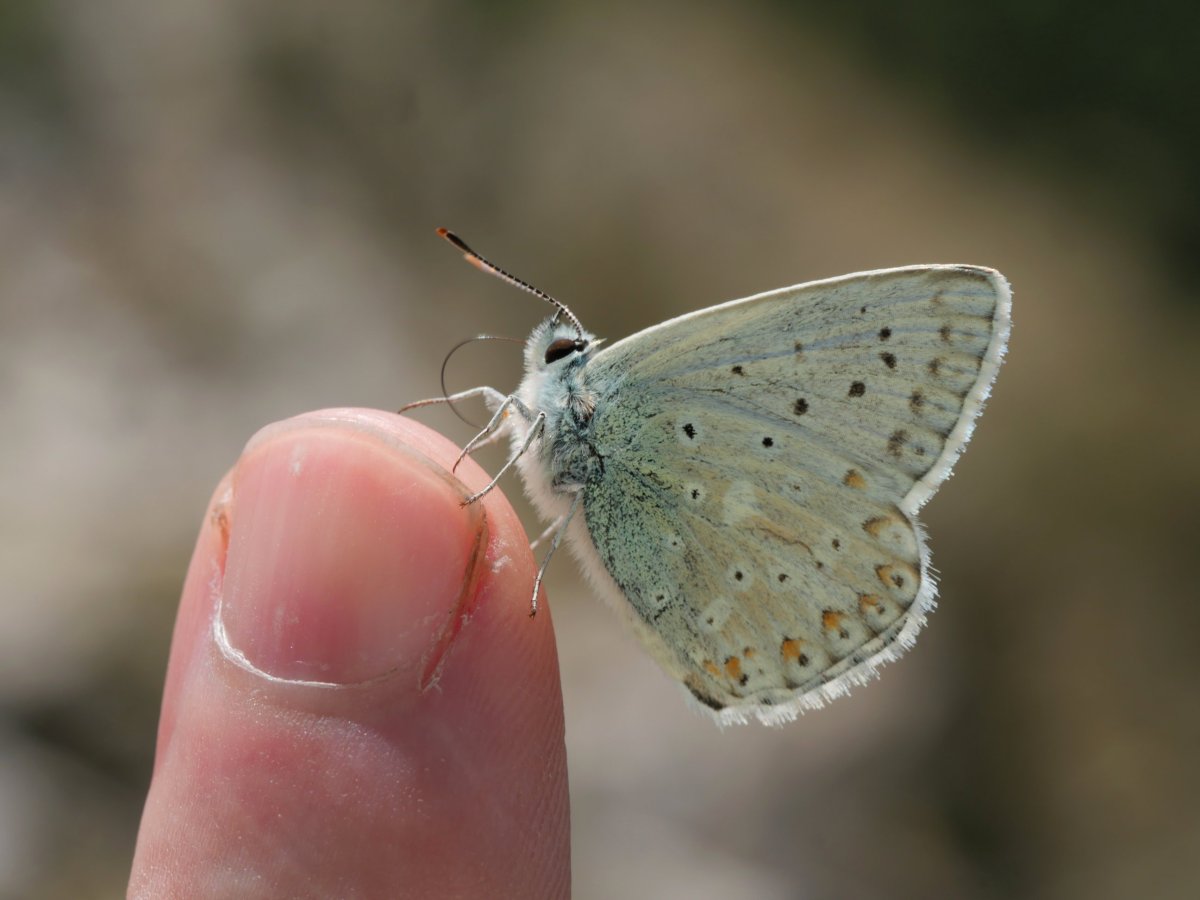 Beste bisitari bat tontorrean