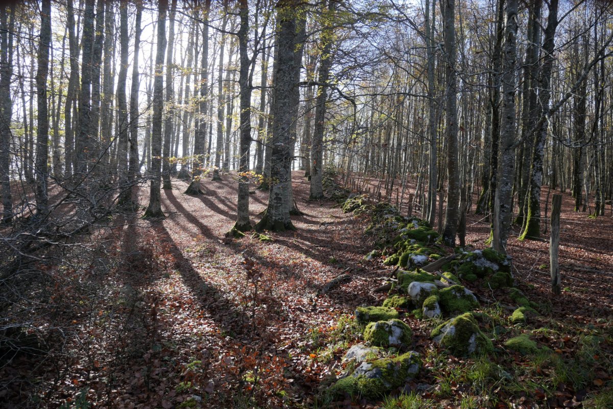 Saldisgaineko iparraldeko pagadia