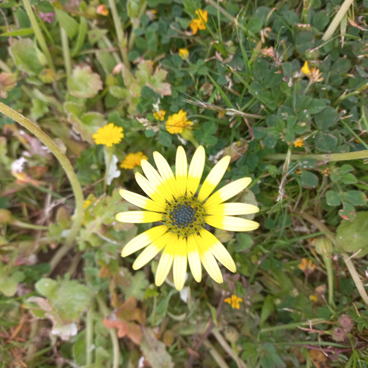 Arctotheca calendula