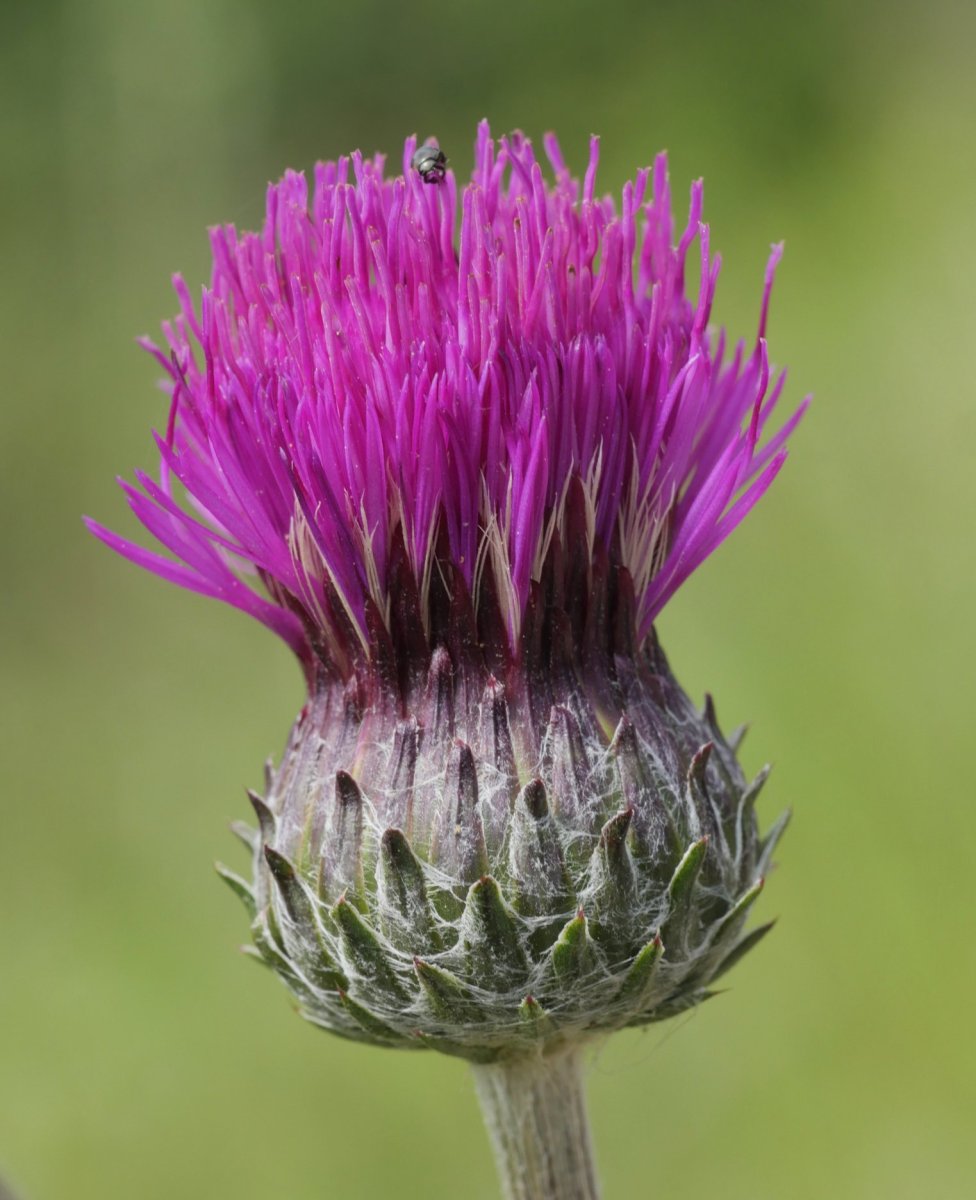 Cirsium tuberosum Harana aldean