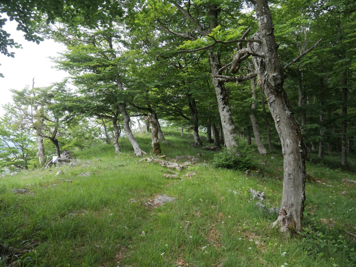 Bidea ekialdeko bizkarrean barrena, Ilarratza