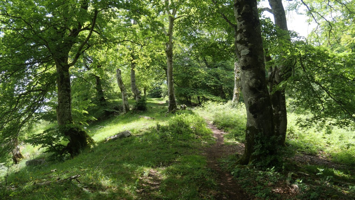 Kapitate eta El Sombrerete gainen arteko bidea basoan barrena