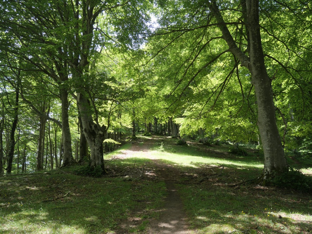 Txanditik Santa Teodosia aldera jaisten