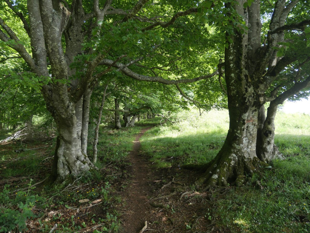 Txandiko igoera mendebaldetik