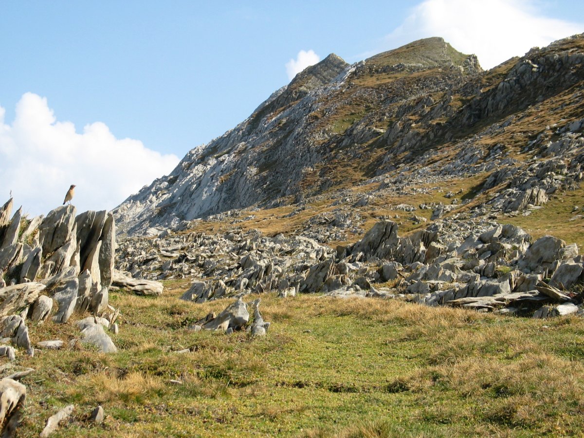 Mendebaldeko bizkarreko larreak, Añelarra