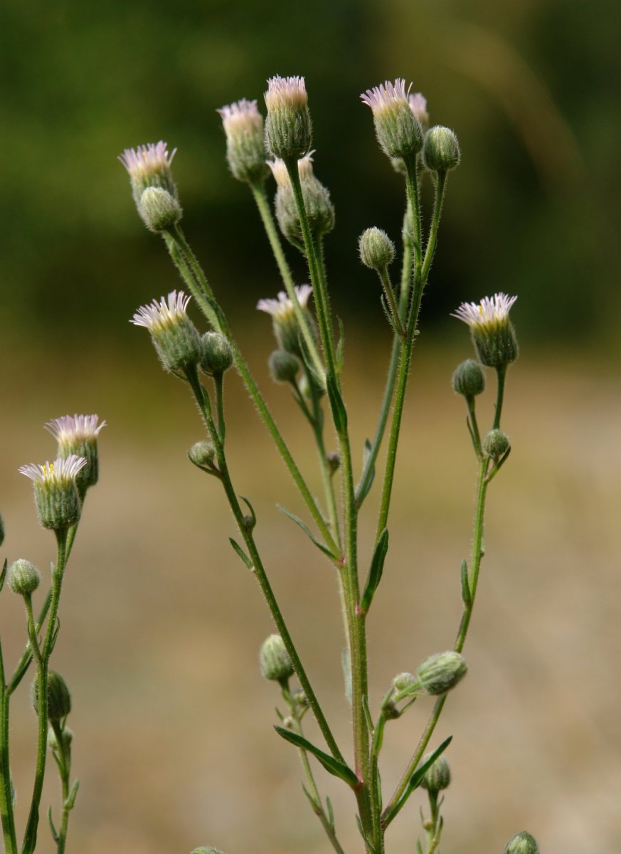 Erigeron acer Urbasa aldean