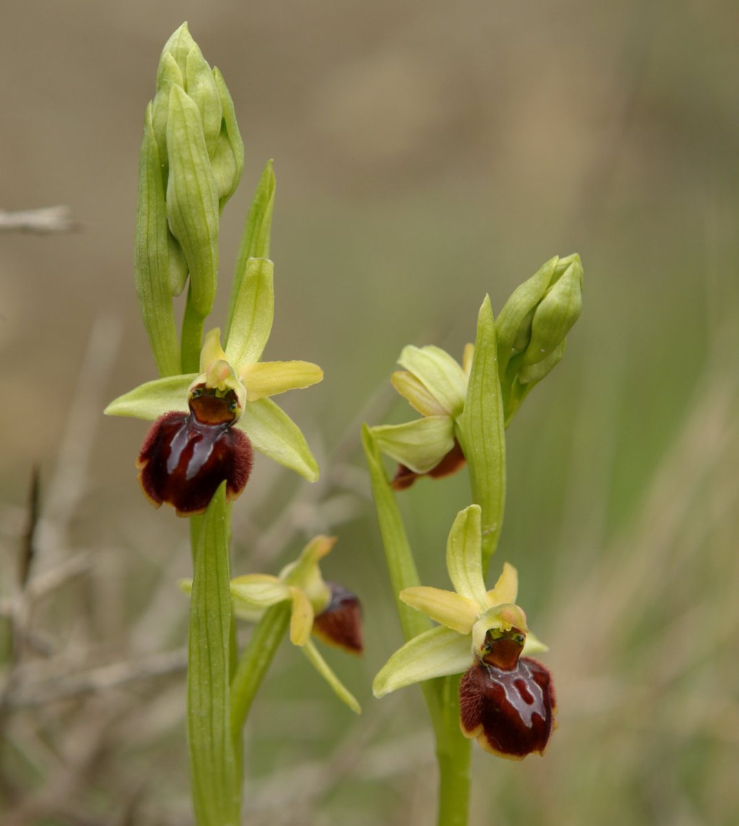 Ophrys sphegodes, Burgi aldean
