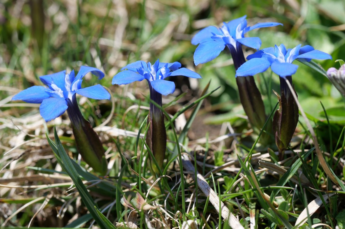 Gentiana verna Oza aldean