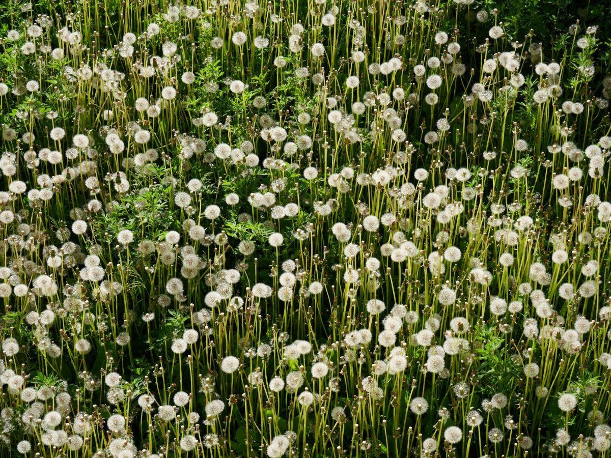 Taraxacum officinale, Ansoko soro batean