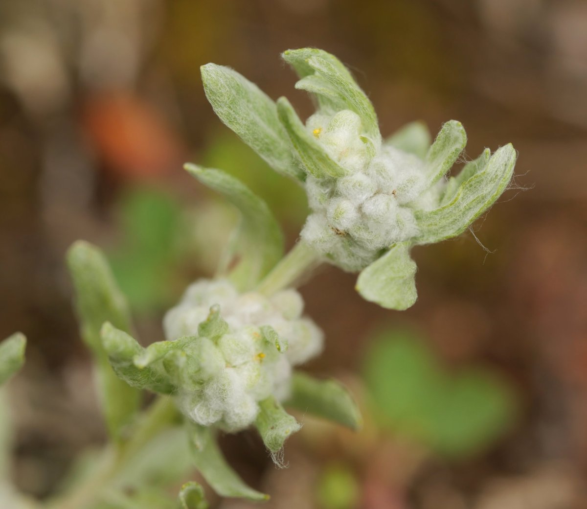 Bombycilaena erecta Erga mendian