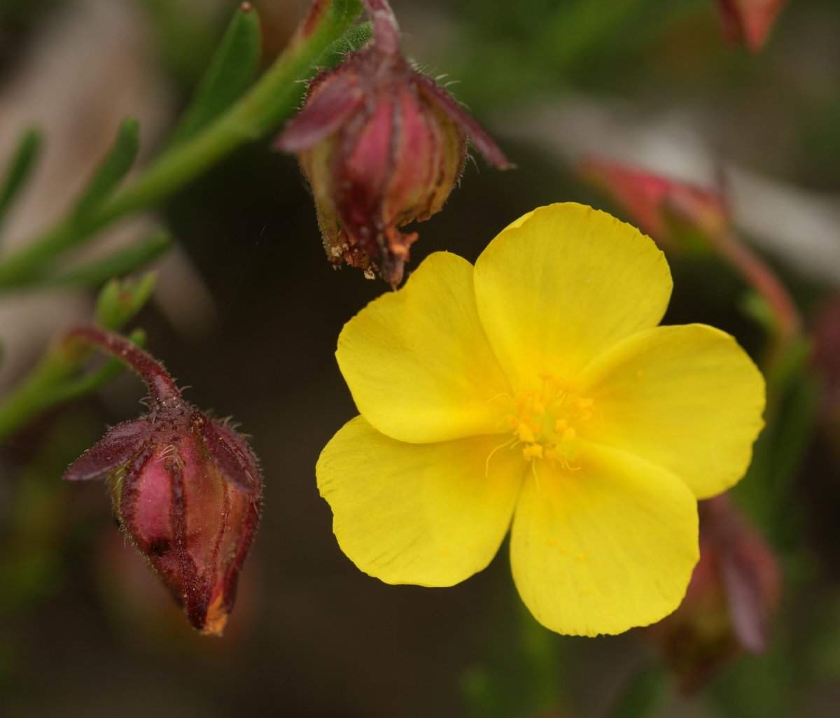 Fumana ericifolia Egiarreta inguruan
