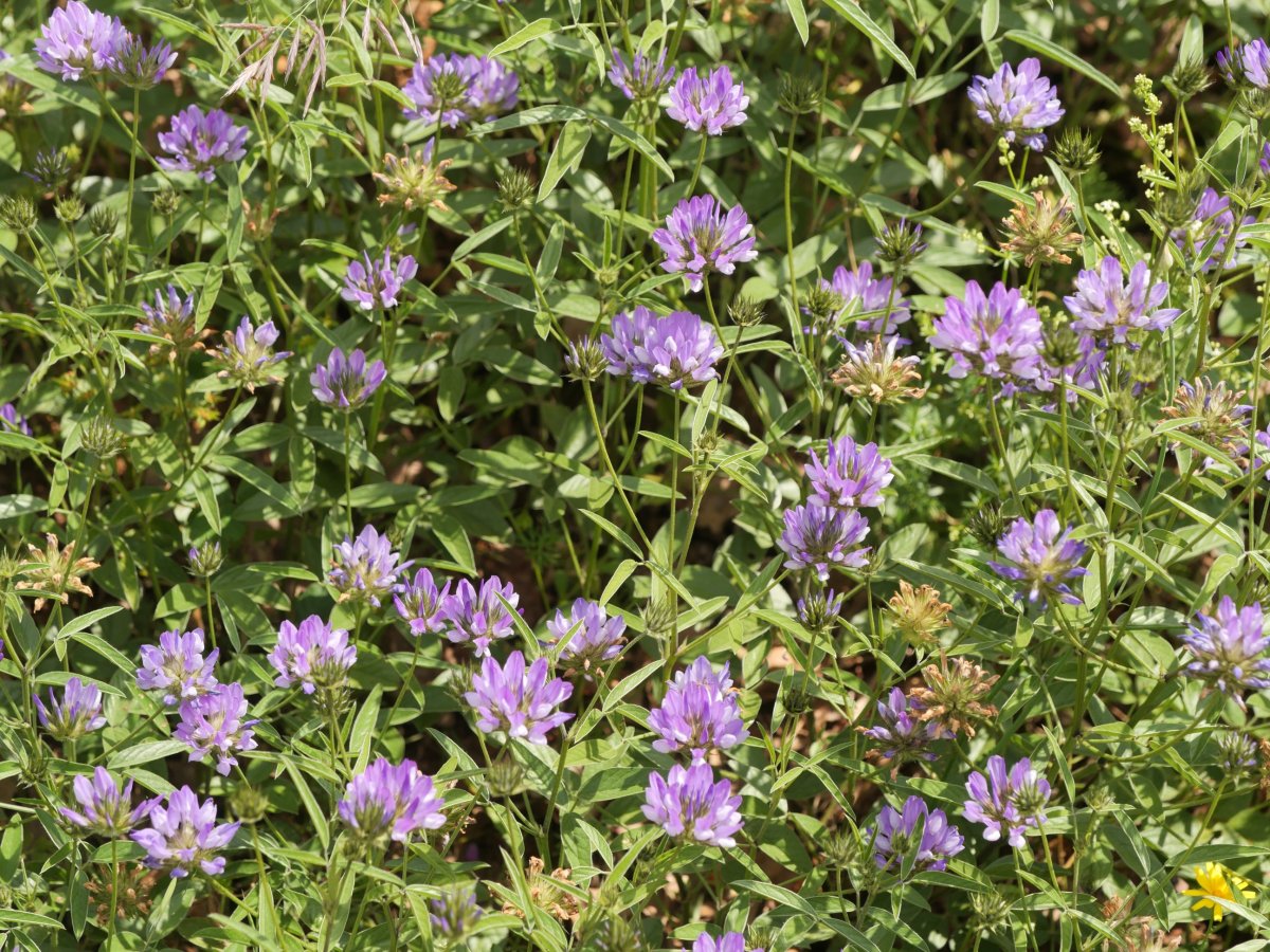 Bituminaria bituminosa Egiarreta aldean