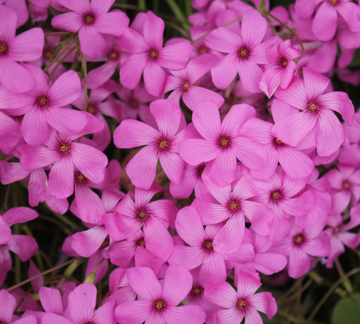 Oxalis articulata, Ezkaroze herrian