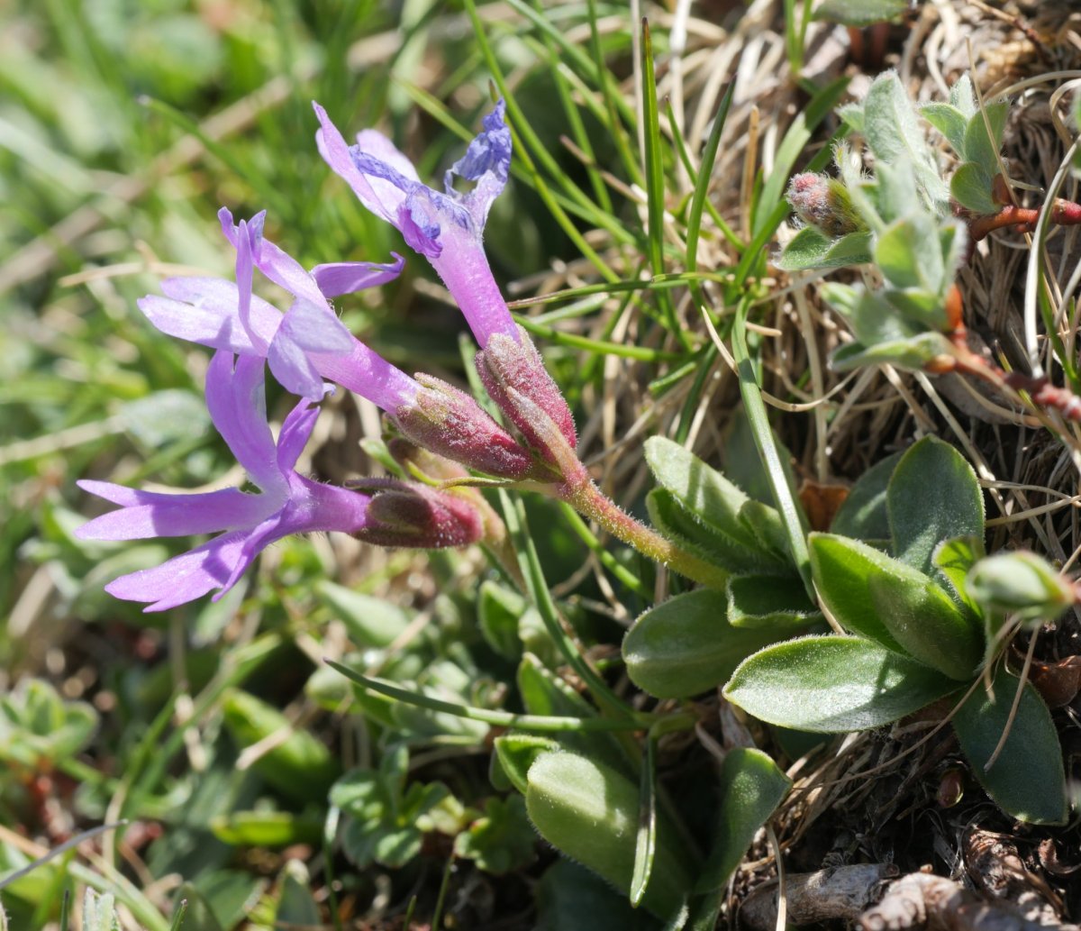 Primula integrifolia Budogia gaineko iparraldeko isurialdean