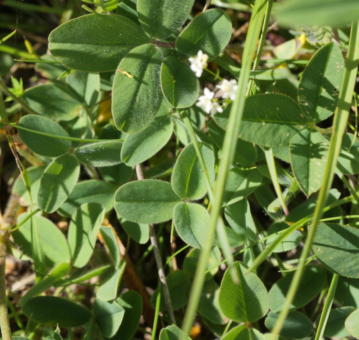Trifolium ochroleucon Linza aldean