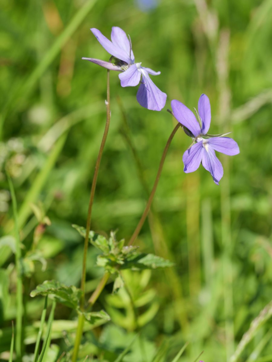 Viola cornuta Lapazarra eta Lazagorria arteko lepoaren inguruan