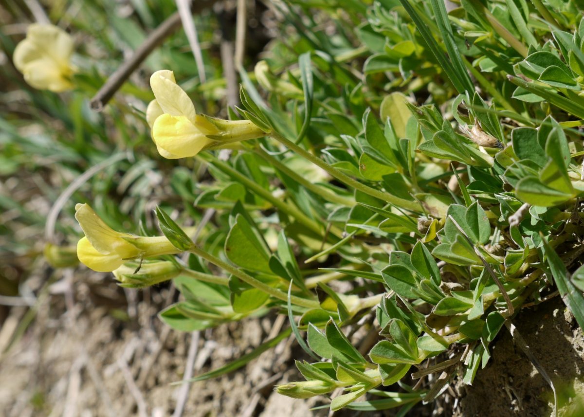 Lotus maritimus Eltxumendi aldean
