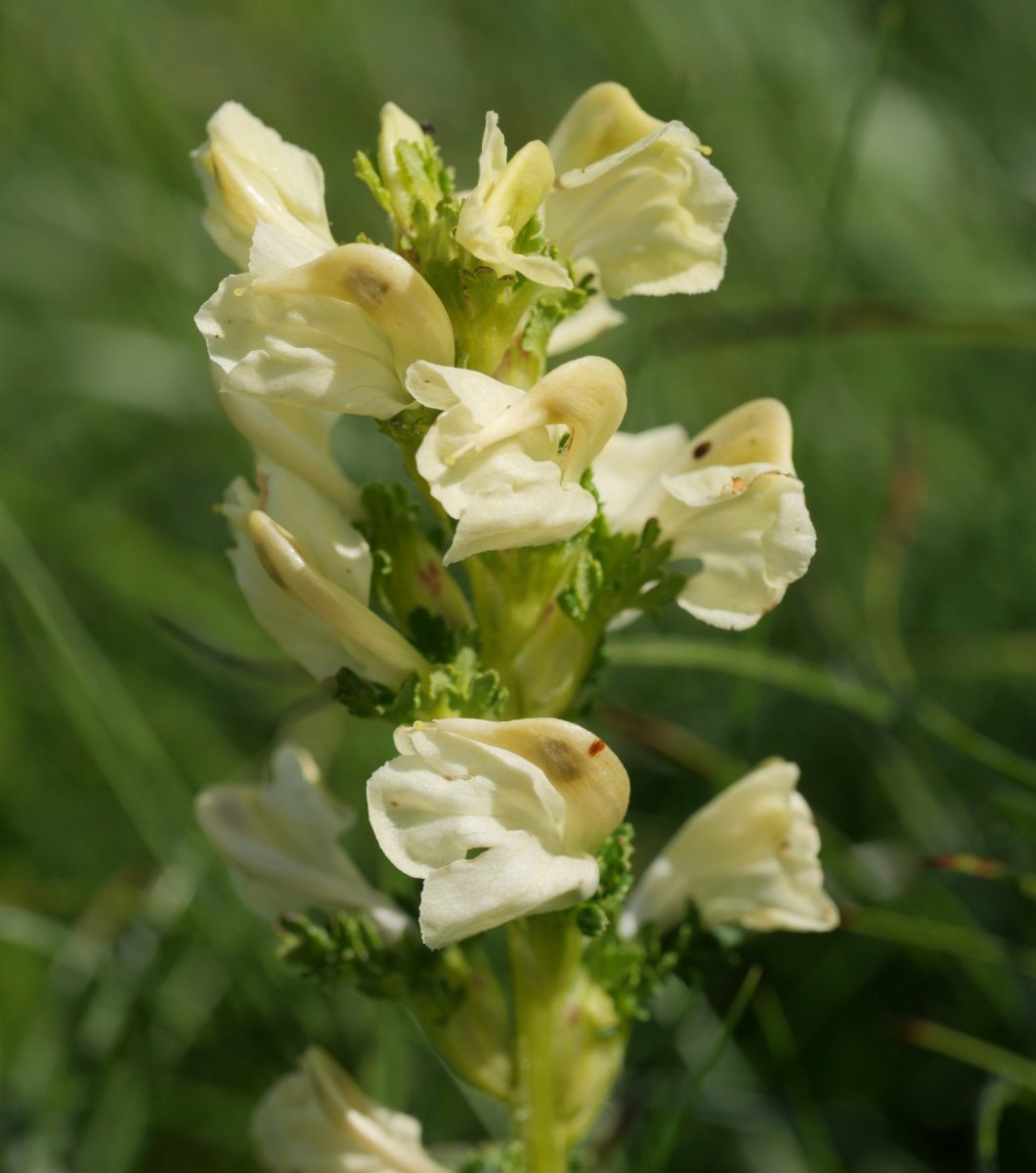 Pedicularis tuberosa Lapazarra mendian