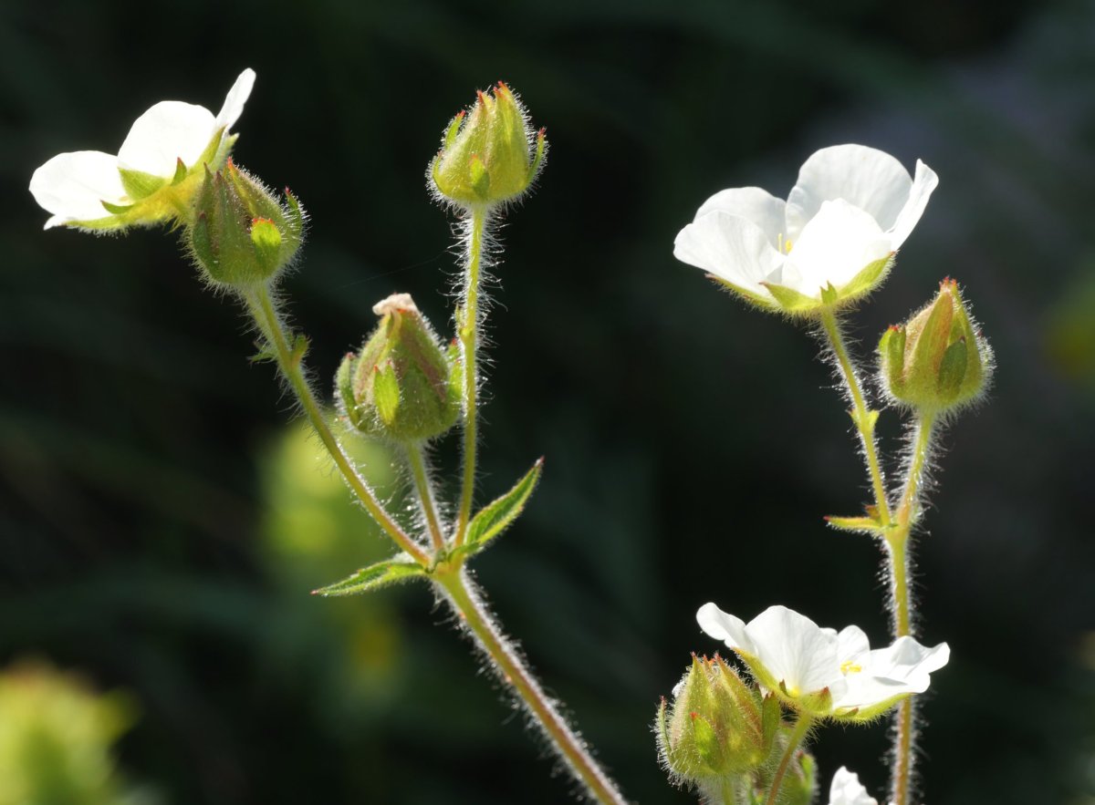 Potentilla rupestris Lapazarra gainean