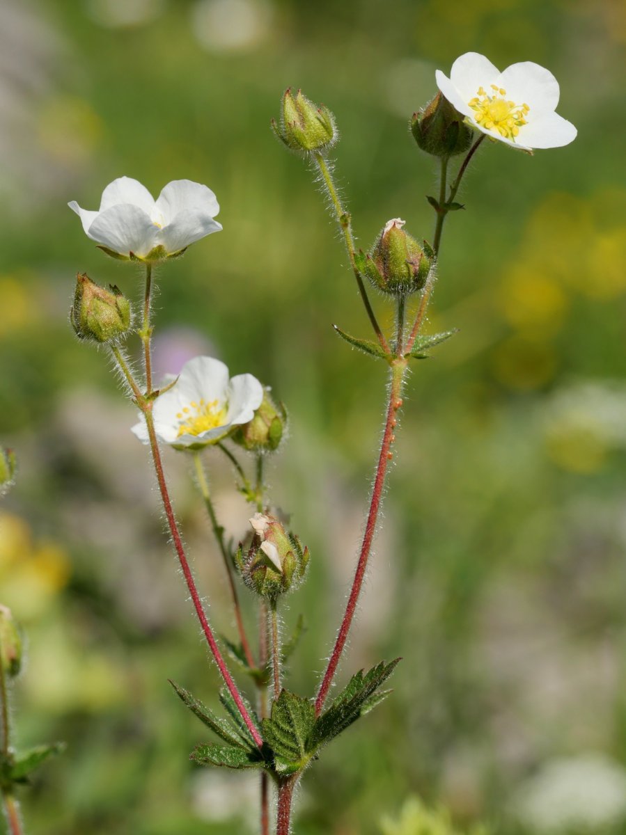 Potentilla rupestris Lapazarra mendian