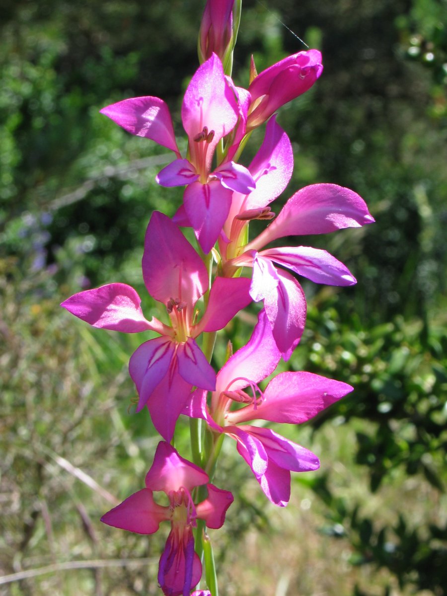 Gladiolus illyricus Antxoriz mendian