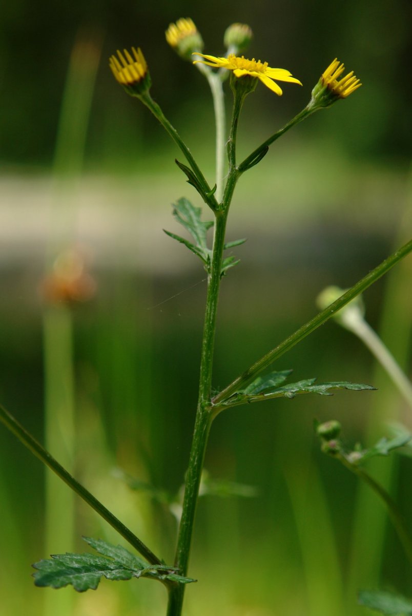 Senecio aquaticus erraticus Orgiko basoan