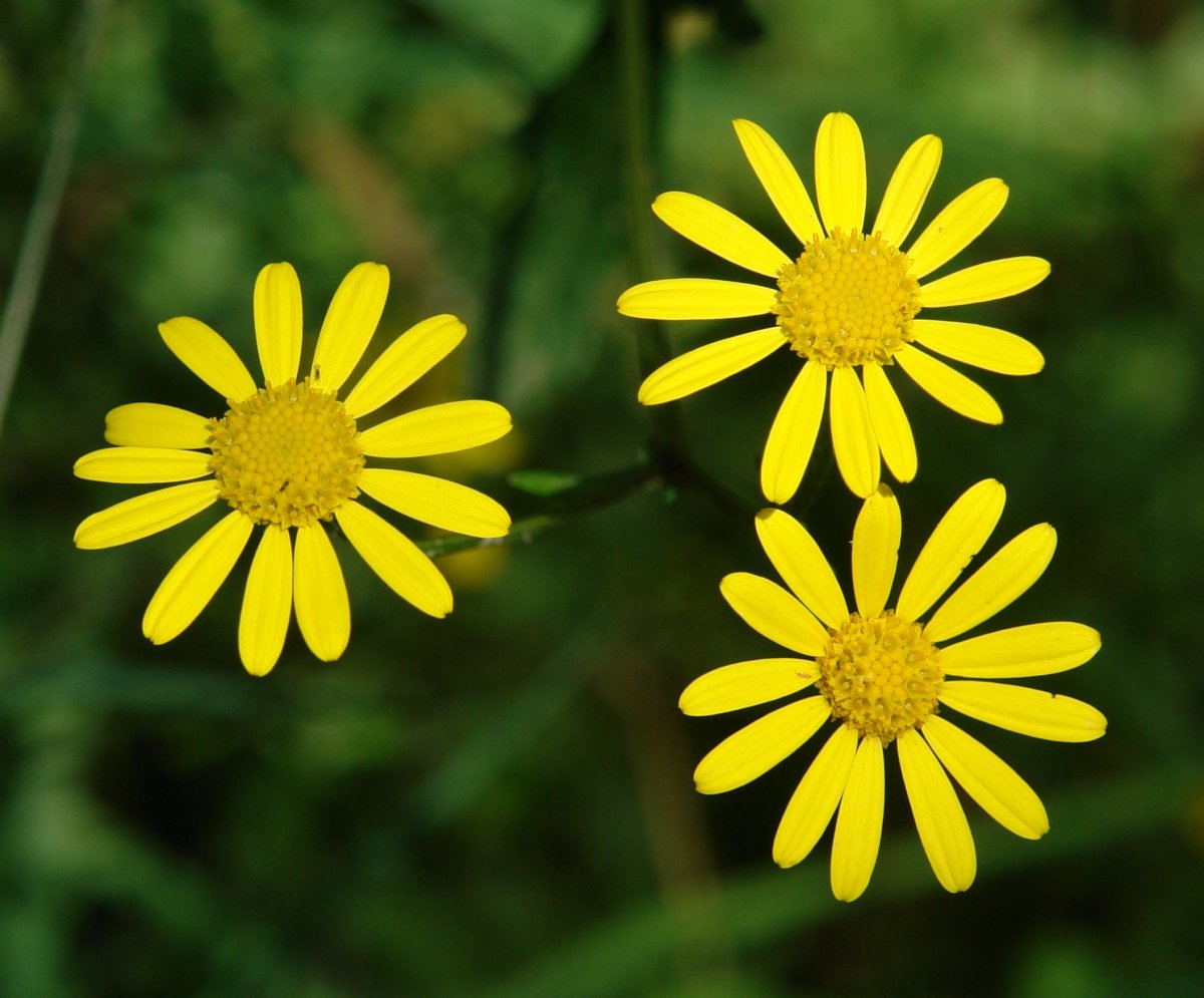 Senecio aquaticus erraticus Orgiko basoan