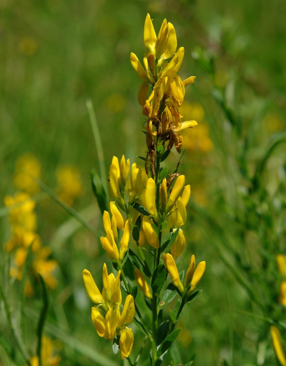 Genista tinctoria Orgiko basoan