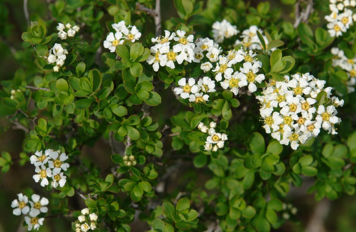 Spiraea hypericifolia Taxoare mendian