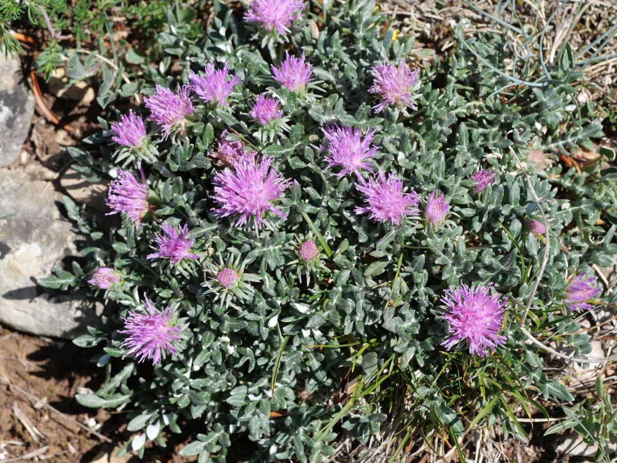 Jurinea humilis Perriain mendian