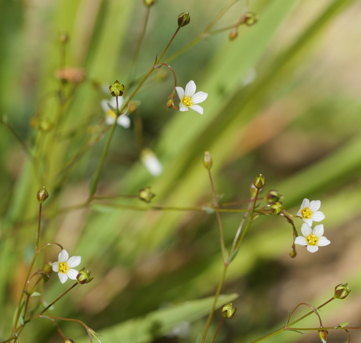 Linum catharticum Harana bailaran