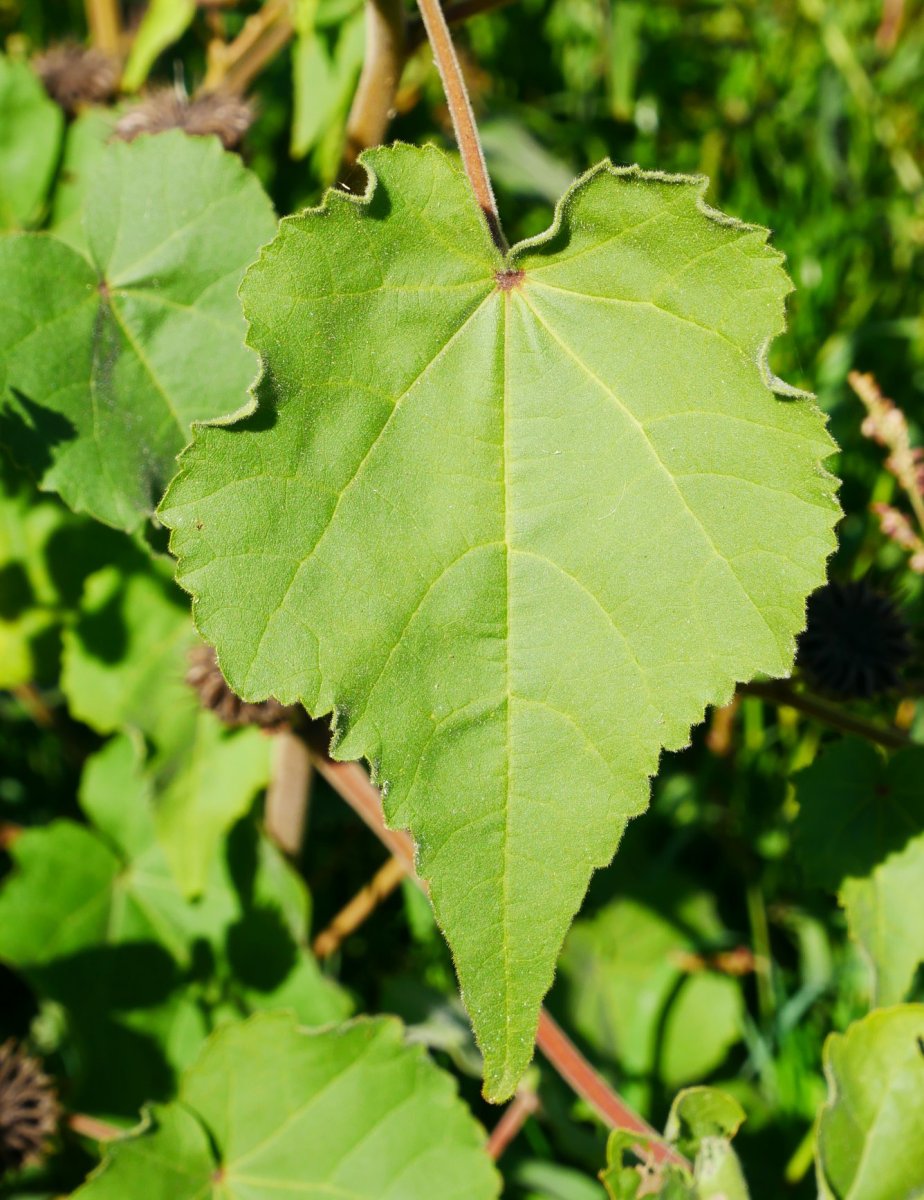 Abutilon theophrasti Aldatz inguruan